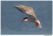 Common-Tern-8